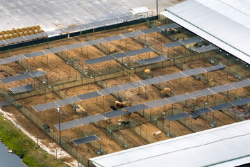 Cattle stockyard with meat cows. Feeding of livestock on farm feedlot in Florida rural area
