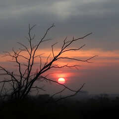 A Somber Sunset Over a Windswept Landscape With Bare Branches Reaching Skyward
