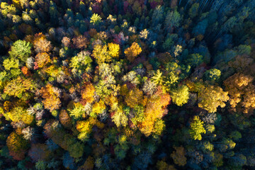 Colorful forest with yellow canopies in autumn. Landscape of wild woods nature in fall season