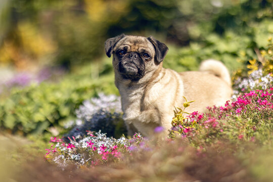 Portrait of a female pug mix dog in a garden in spring outdoors