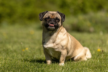Portrait of a female pug mix dog in a garden in spring outdoors