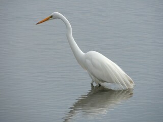 great white heron