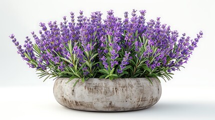 Fototapeta premium Potted lavender herbs indoor decor high resolution image