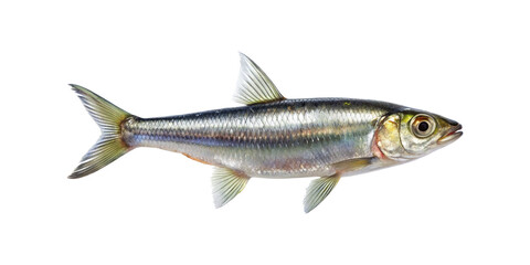 Beautiful full side shot of an alosa fish on a transparent background