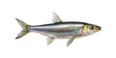 Beautiful full side shot of an alosa fish on a transparent background