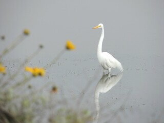 great white heron