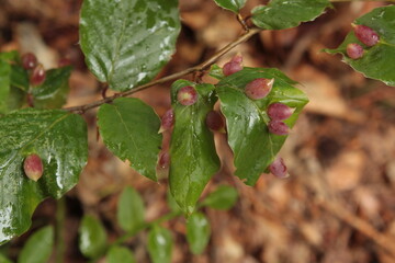 beech gall midge