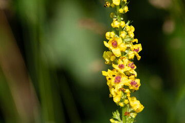 Verbascum - mullein