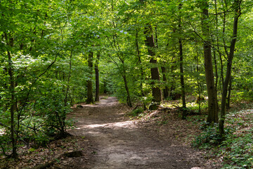Obraz premium A winding dirt path nestled in the heart of a forest, surrounded by tall trees
