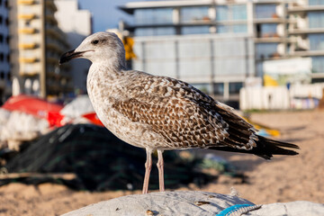 Close up of seagull bird