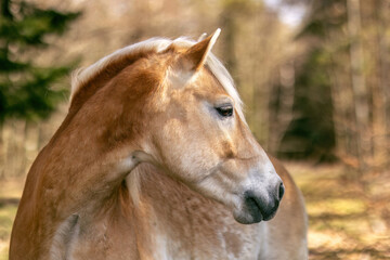 Fototapeta premium Portrait of a haflinger gelding in a forest in early spring outdoors