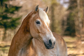 Obraz premium Portrait of a haflinger gelding in a forest in early spring outdoors