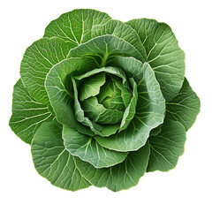 Obraz premium Fresh cauliflower with green leaves isolated on white background