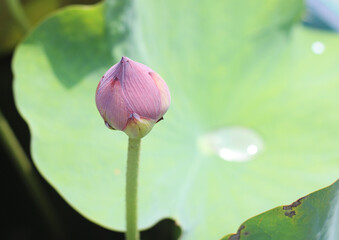 Beautiful lotus flowers in an outdoor pond