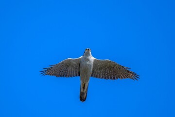 青空バックに頭上を悠然と飛ぶオオタカ成鳥