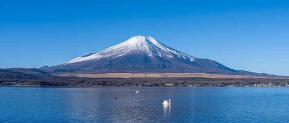 山中湖の湖畔から見た富士山と白鳥のパノラマ情景 © Scott Mirror