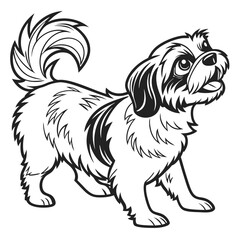 Shih Tzu Dog, Cute Puppy Standing, Looking Up, Happy Expression, Line Art on White