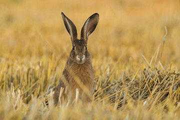 European hare (Lepus europaeus) sits upright in a golden stubble field. Harvest landscape setting. Curious and alert mood.