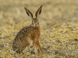 European hare (Lepus europaeus) pauses on straw-covered ground. Dry open habitat. Calm and observant mood.