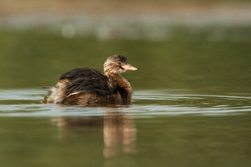 Little grebe (Tachybaptus ruficollis) floats quietly on still lake surface. Calm freshwater habitat. Serene and gentle mood.