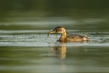 Little grebe (Tachybaptus ruficollis) surfaces with a fresh fish catch. Calm water habitat. Successful hunter mood.
