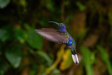 Violet sabrewing (Campylopterus hemileucurus) hovering mid-air with wings extended. Tropical jungle...