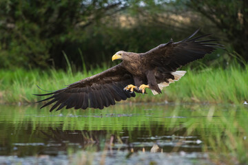 White-tailed eagle (Haliaeetus albicilla) gliding low above water with talons ready. Lush wetland...