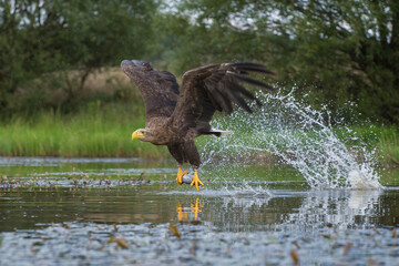 White-tailed eagle (Haliaeetus albicilla) lifting fish from water in a burst of spray. Shallow lake margin. Dramatic hunting success.