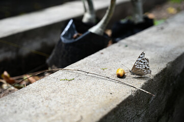 Hamadryas februa, gray cracker, butterfly , nymphalidae,  gray butterfly, butterfly with broken...