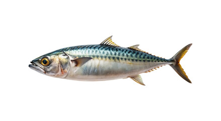 Fototapeta premium A detailed image of a fresh mackerel fish on a transparent background