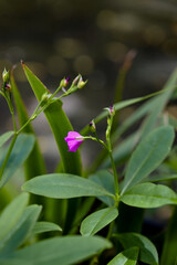 pink and green, Talinum fruticosum flower, commonly known as Ceylon spinach, waterleaf, cariru, Gbure, Surinam purslane, Philippine spinach, Florida spinach, potherb fameflower, Lagos bologi
