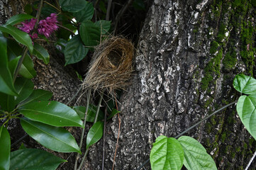 bird nest on the tree, bird nest with egg, close up of a nest with eggs, bird's nest in the tree, bird's nest, bird nest in tree branch, beautiful and delicate tree, wild and natural home