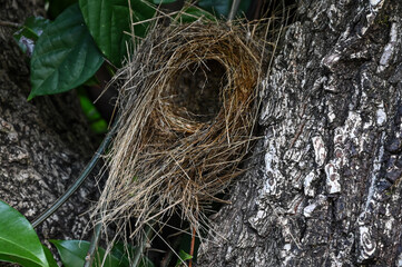 empty bird's nest, natural tree habitat, rustic wildlife home,  bird nest