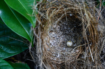 bird nest on the tree, bird nest with egg, close up of a nest with eggs