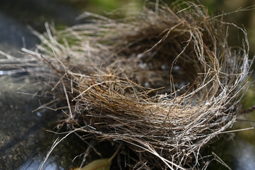 bird nest on the tree, bird nest with egg, close up of a nest with eggs