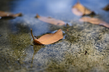 leaves, leaves in water, autumn leaves on the ground, close-up of a leaf, dry leaves

