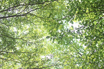 Under the beautiful tree in the background
