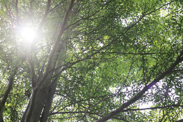 Under the beautiful tree in the background