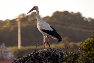 White stork bird (Ciconia Ciconia)