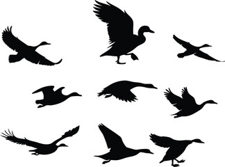 Set of ducks silhouettes in different poses