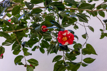 Camellia sasanqua flower