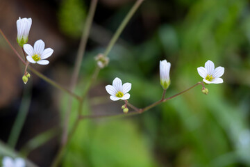Purging flax (Linum catharticum)