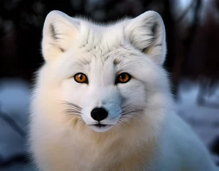 arctic fox portrait
