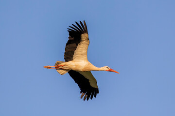 White stork bird (Ciconia Ciconia)