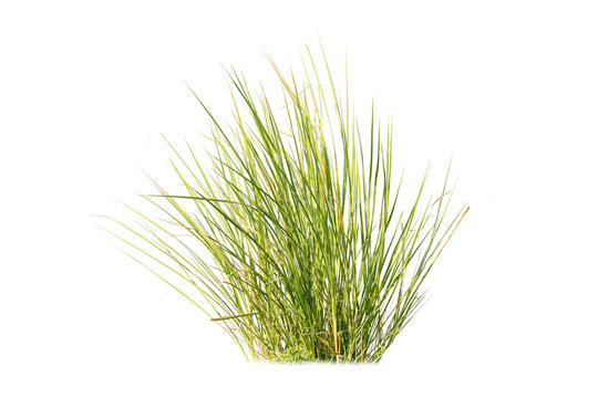 Green Grass Border isolated on white background. ( Paragrass, buffalograss, panicum grass)The grass is native to Thailand is very popular in the front yard.