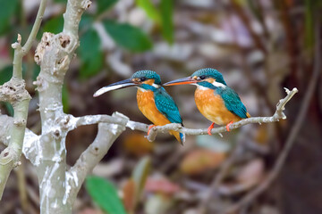 A pair of common kingfishers are mating in Mei Yuan, Xinzhuang, Minhang District, Shanghai, China.