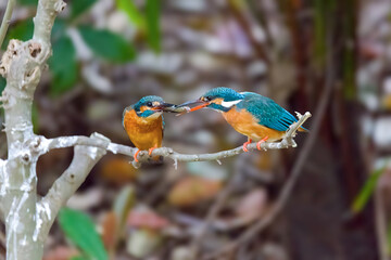 A pair of common kingfishers are mating in Mei Yuan, Xinzhuang, Minhang District, Shanghai, China.