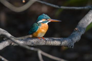 A pair of common kingfishers are mating in Mei Yuan, Xinzhuang, Minhang District, Shanghai, China.