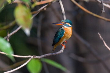 A pair of common kingfishers are mating in Mei Yuan, Xinzhuang, Minhang District, Shanghai, China.