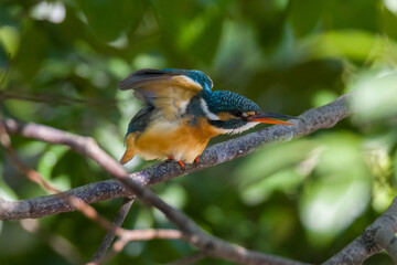 A pair of common kingfishers are mating in Mei Yuan, Xinzhuang, Minhang District, Shanghai, China.